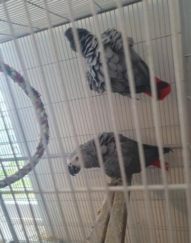 $100 : 😘 sweet baby grey parrots 😘 image 2