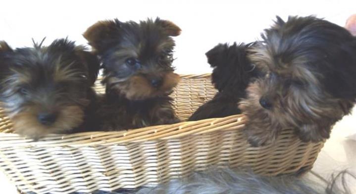 Yorkshire terrier cachorros pa image 1