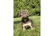 $2500 : Male Lilac & Tan French Bulldo thumbnail