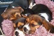 $500 : Lovely Beagle puppies for sale thumbnail