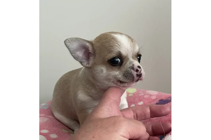 $260 : Two amazing chihuahua ready image 2