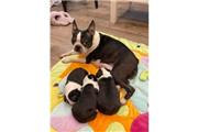 $500 : Sweet Boston Terrier puppies thumbnail