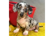 $250 : healthy Daschunds puppies thumbnail