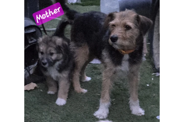Perritos de 10 Semanas⁹ image 3