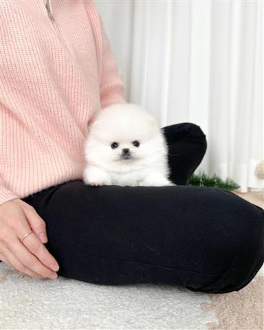 $250 : Pomeranian puppy for sale image 3