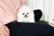 $250 : Pomeranian puppy for sale thumbnail