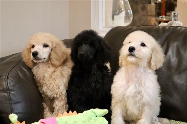 2 Majestic Toy Poodle Puppies image 1