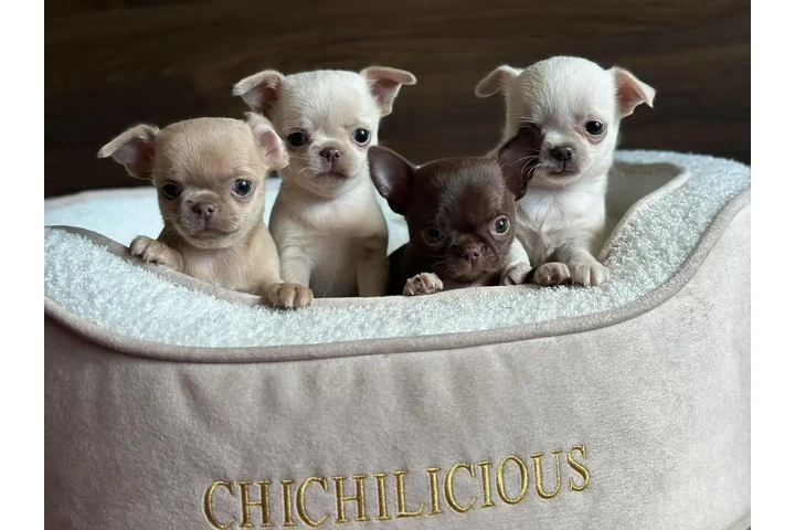$350 : chihuahua en venta image 2