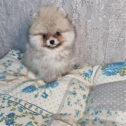 $370 : Rosita Pomeranian puppies image 2