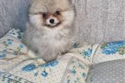 $370 : Rosita Pomeranian puppies thumbnail