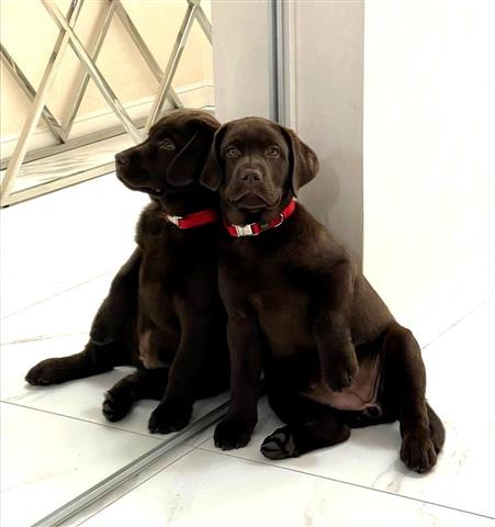 $600 : Dulces cachorros de Labrador image 1