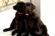 Dulces cachorros de Labrador en Kansas City