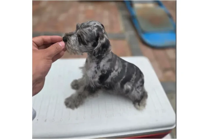 🐕🐕3 PERRITOS MINI SCHNUAUZER image 2