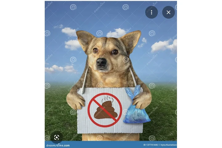 Limpieza dog 💩 poop limpieza image 2