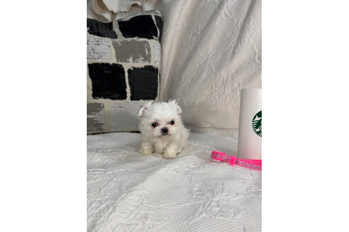 $350 : Cachorros malteses taza de té image 3