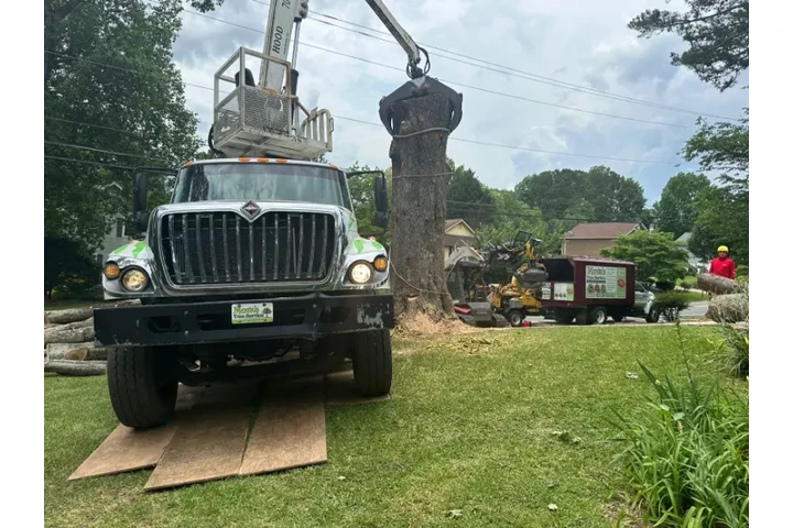 Mora's Tree Service LLC image 9