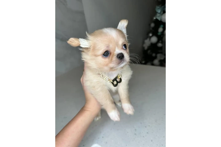 $300 : Teacup Chihuahua puppies image 8