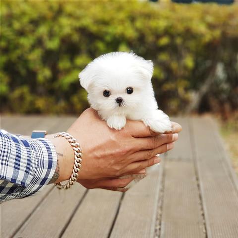 $250 : Beautiful Pomeranians puppies image 2