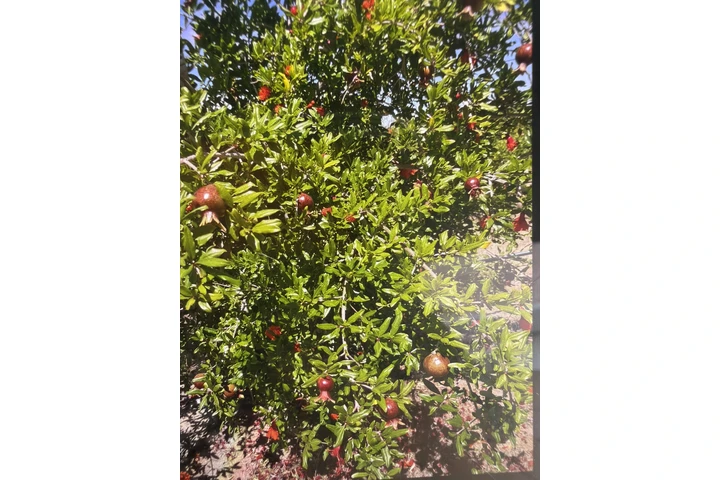 $1200 : Granadas y uvas para vino image 1