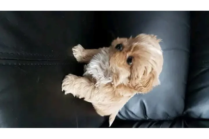 $350 : Cachorros Shih Tzu taza de té image 2