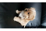 $350 : Cachorros Shih Tzu taza de té thumbnail
