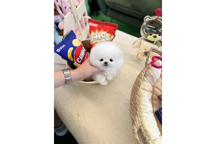 $200 : Pomeranian and maltipol puppy image 4