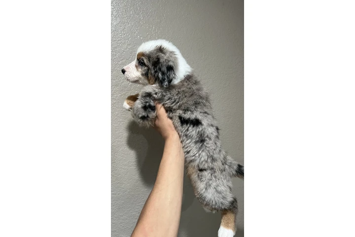 $800 : Australian Shepard 9 weeks image 4