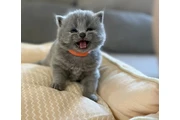 $210 : British shorthair for sale thumbnail