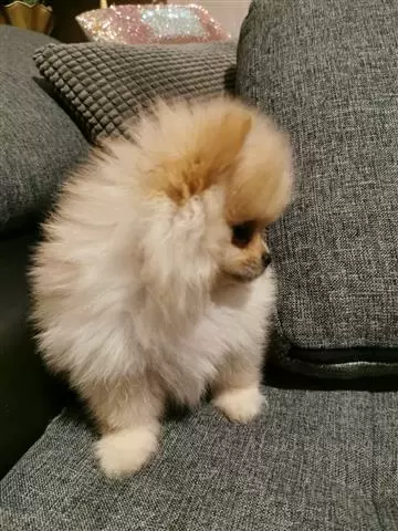 $550 : Pomerania Puppies for Rehoming image 2
