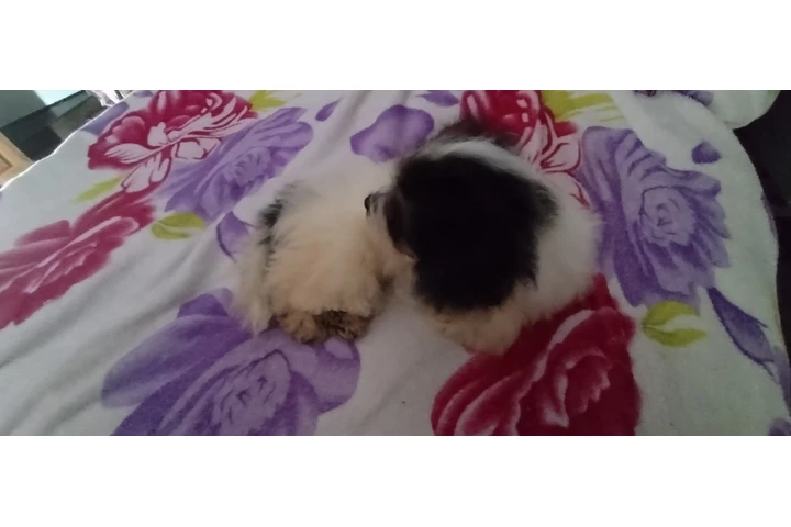 $120 : PERRITA MIXTA image 7