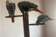 African Grey Parrots near me