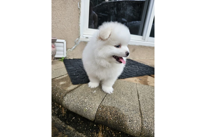 $3400 : Puppies pomerania image 10