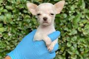 Chihuahua Puppies For Sale en San Diego