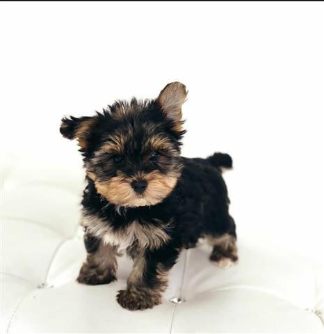 $360 : Yorkshire terrier puppies image 1