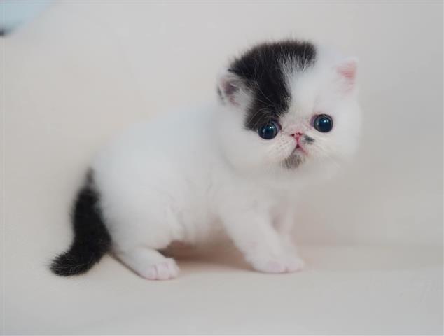 $280 : Shift kittens image 4