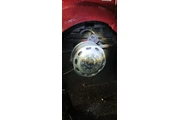 Buho's Tire thumbnail