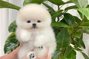 $250 : Pomeranian tea cup en venta thumbnail