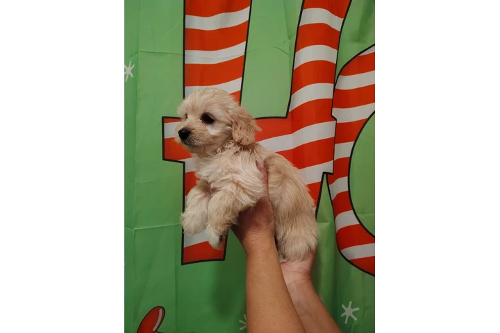 $400 : Puppies peludos image 2