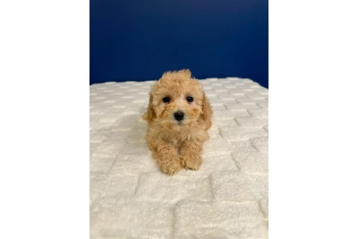 $950 : Bichon Poo Puppies image 4