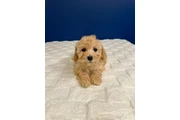$950 : Bichon Poo Puppies thumbnail