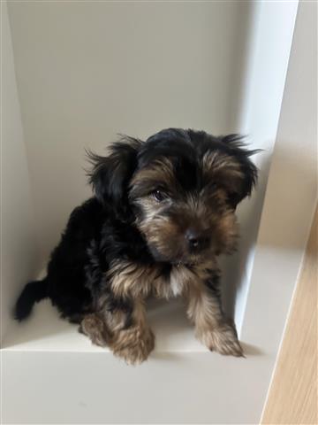 $1200 : Yorkie Toy puppies image 1