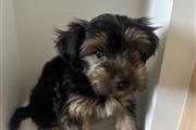 Yorkie Toy puppies en Los Angeles