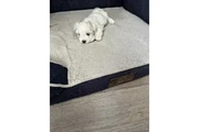 VENDO PERRO MALTESE en San Bernardino