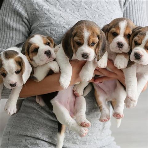 $600 : Encantador cachorro beagle par image 1