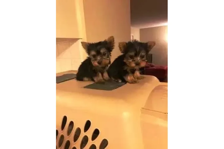 $400 : Cachorros de Yorkshire Terrier image 5