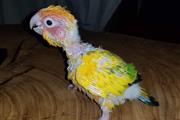 $550 : Macaw Parrot 🐦 thumbnail