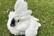 $900 : CUTE Cockatoo parrots for Sale thumbnail