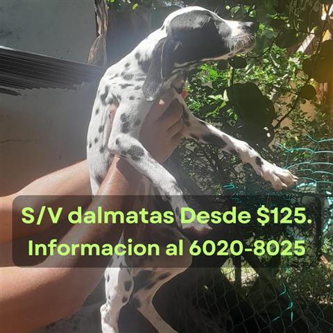 $125 : S/V dalmatas 4 meses de edad image 1