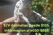 S/V dalmatas 4 meses de edad en San Salvador