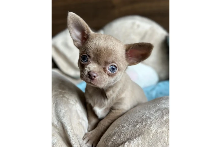 $400 : Chihuahua puppies image 4